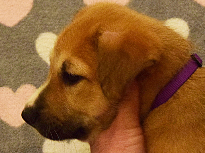 chinook puppy